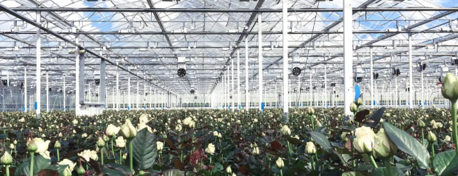 鮮花的供應鏈.png 鮮花的供應鏈.png